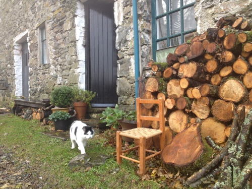 cat and woodpile